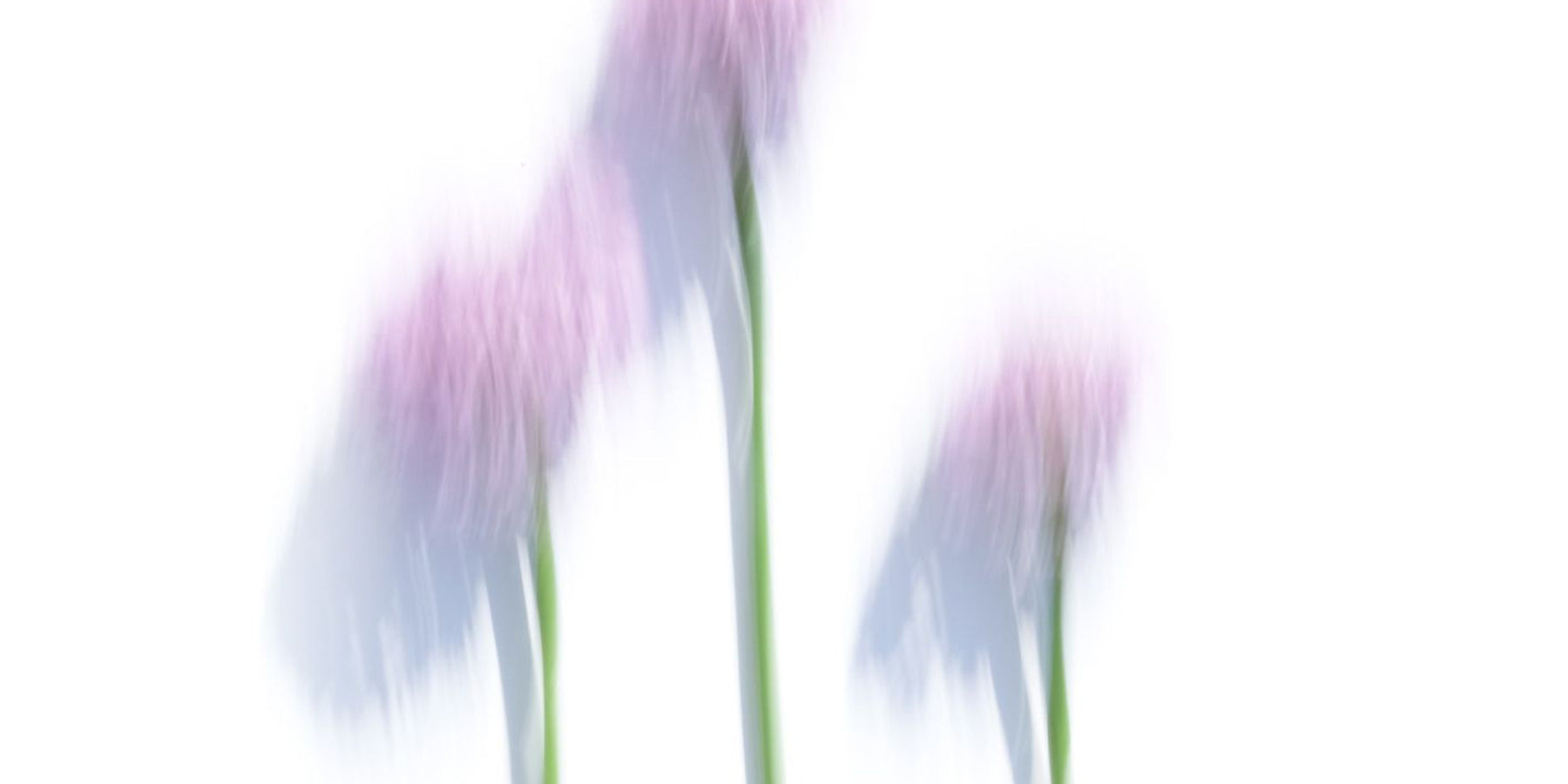 Flieder Rose